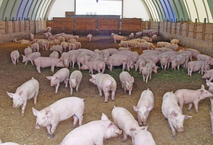 Information & Guide About Pig Farming in Nigeria
